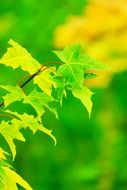 bright autumn foliage in green