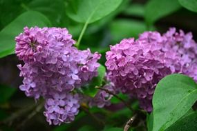 organ ny buddleja
