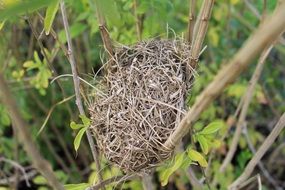 bird's nest on the branches close up