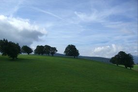 trees on the meadow in Schauinsland