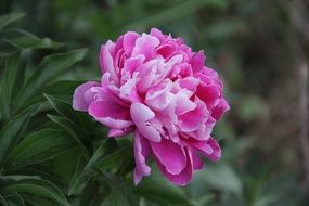 Macro picture of pink peony