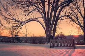 landscape view of wooden bench near bared tree sunset