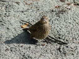 bird with brown plumage in the sand on a sunny day