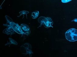 fluorescense jellyfish water