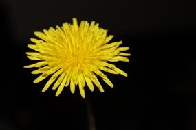 macro photo of cute yellow dandelion flower