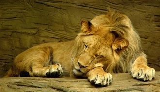 lion sleeping on stone in zoo