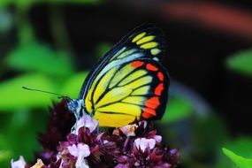 bright butterfly on a flowering plant close up