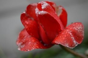 uncapped bud of red tulip close-up on blurred background