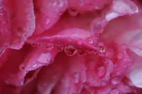 Pink peony in drops of water close-up