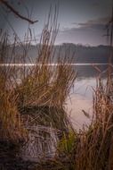 dead grass in winter