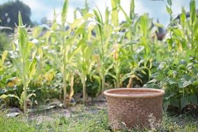 basket near corn agriculture