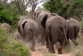 Rear view of a herd of elephants on the move