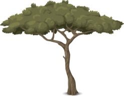 Drawing of tree with thin trunk and deep green foliage