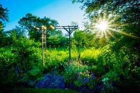bright sun in the botanical garden