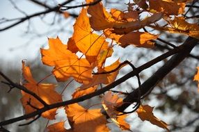 autumn maple foliage on branch at grey sky