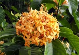 yellow flower on green tropical plant