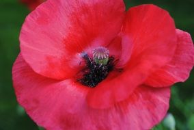 inside view of red poppy