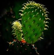 green cactus with sharp spikes in the bright sun close up