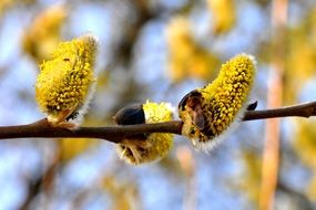 willow blossom in spring on a blurred background