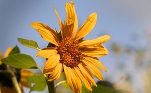 closeup photo of yellow sun flower in summer time