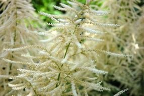 white flowering fluffy plant