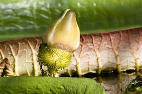 green bud water lily