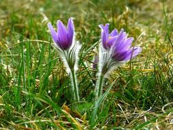 common pasque flower in the spring