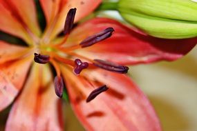 Macro picture of the red lily