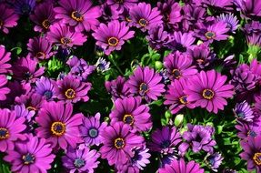 purple daisies in the flowerbed