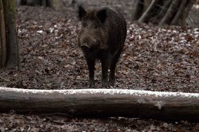 wild boar in forest