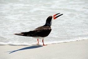seagull with long colorful beak on the coast