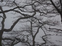 Tree branches in the foggy weather