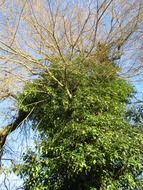 grapevines on a dry tree on a sunny day