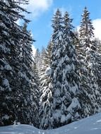 Snow-covered fir trees on a sunny day