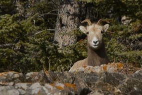 big horned goat among nature