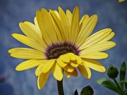 yellow flower like daisy close-up