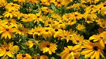 yellow flowers in summer