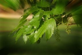 closeup photo of beautiful green leaf