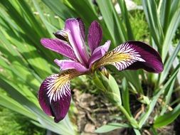 Purple iris flower blossomes