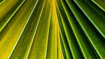 Yellow-green palm leaf close-up