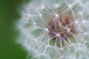 dandelion fluff on a green background