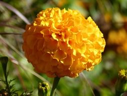 yellow chrisanthenum flower close-up on a blurred background