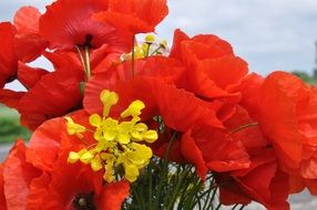 Bouquet of red poppies