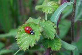 red ladybug on the plant leaf