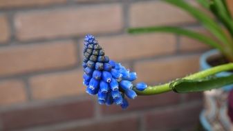 blue grape hyacinth flowers in the garden