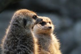 two meerkats