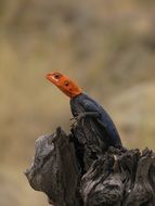 lizard with an orange head on a stone
