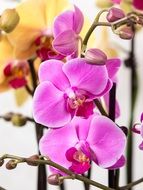 phalaenopsis butterfly orchid