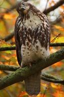 Picture of wild hawk