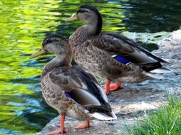 two mallard ducks stay on stone at water